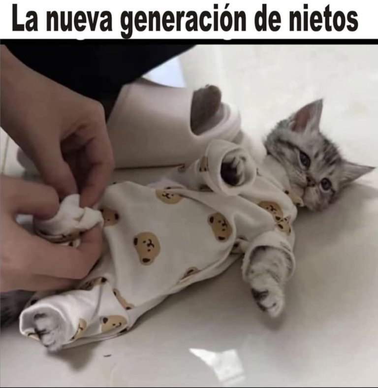 Screenshot_20241211-223829