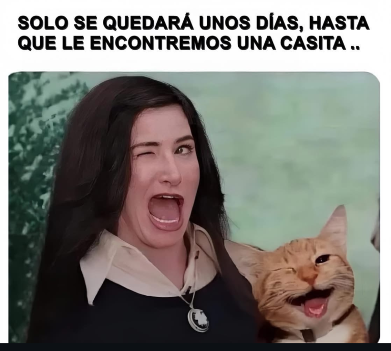 Screenshot_20241211-225340~2