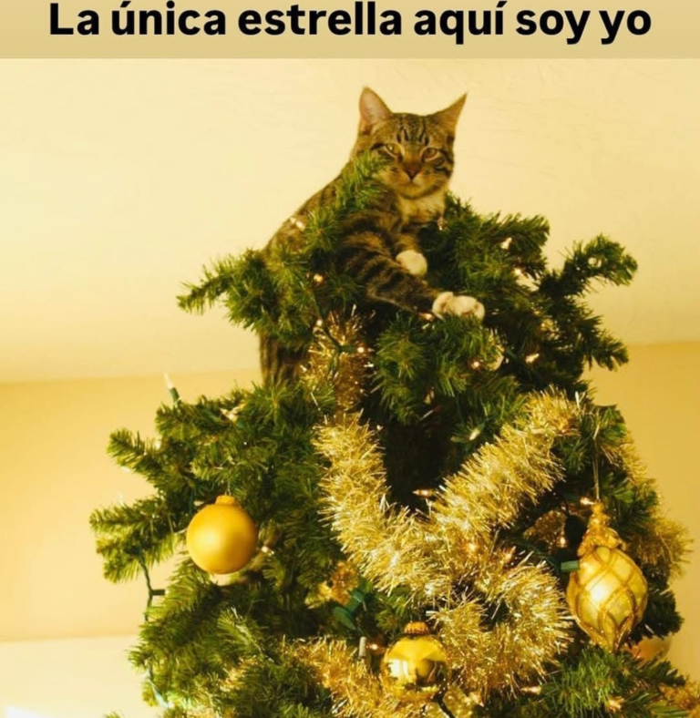 Screenshot_20241211-225448~2