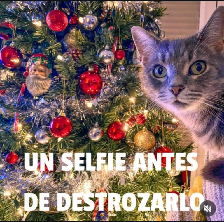 Screenshot_20241211-225838~2