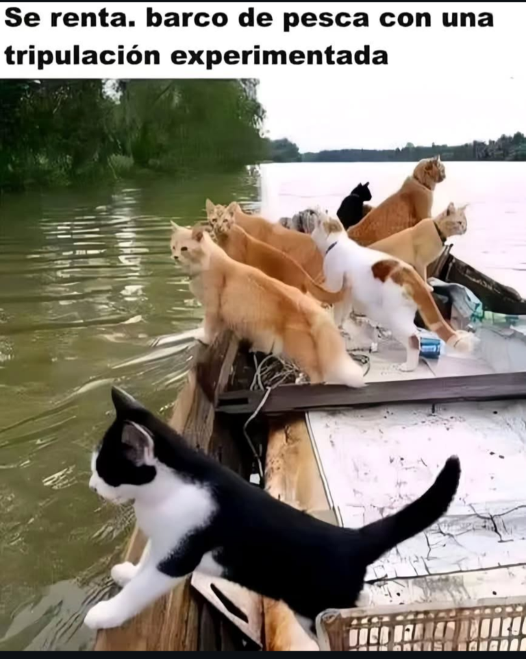 Screenshot_20250118-231012