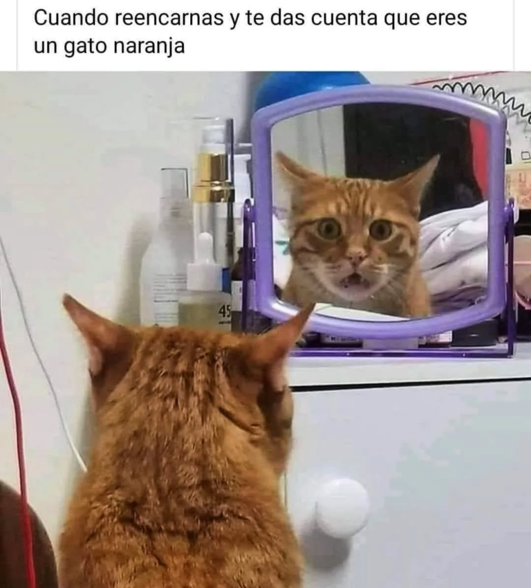 Screenshot_20250120-181246~2